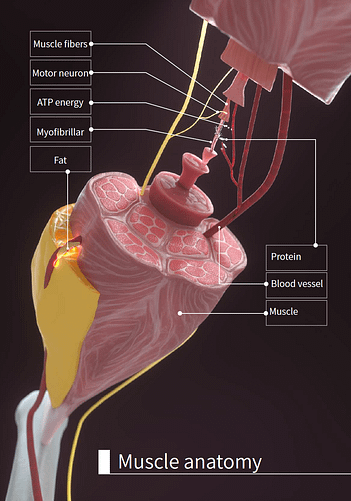 EMS Medisculp Muscl Anatomy